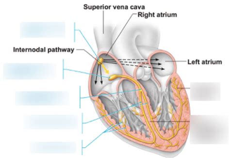 Heart Electrical Impulses Diagram | Quizlet