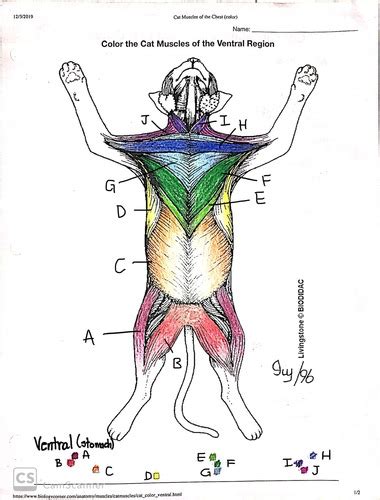 Ventral Cat Diagram Flashcards Quizlet