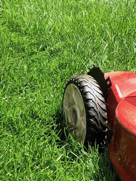 How Often Should You Mow Your Lawn Grass Cutting Frequency For All