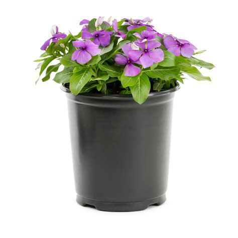 Vinca Flowers In Pots Best Flower Site