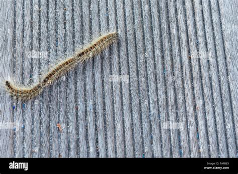 Oak Processionary Caterpillar Hi Res Stock Photography And Images Alamy