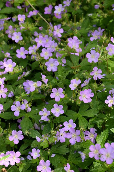 Spotted Cranesbill Geranium Maculatum In Richmond Fairfax Loudoun