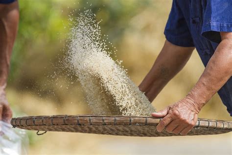 Harga Beras Naik Pada Januari Dari Penggilingan Hingga Eceran