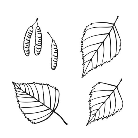 Set Of Hand Drawn Birch Leaf Outline, Linear, Isolated, Symbol PNG and ...