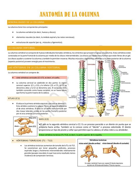 Anatomía De La Columna Vertebral Docsity