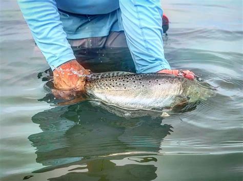 UPDATE Temporary Spotted Seatrout Regulations Approved By TPWD