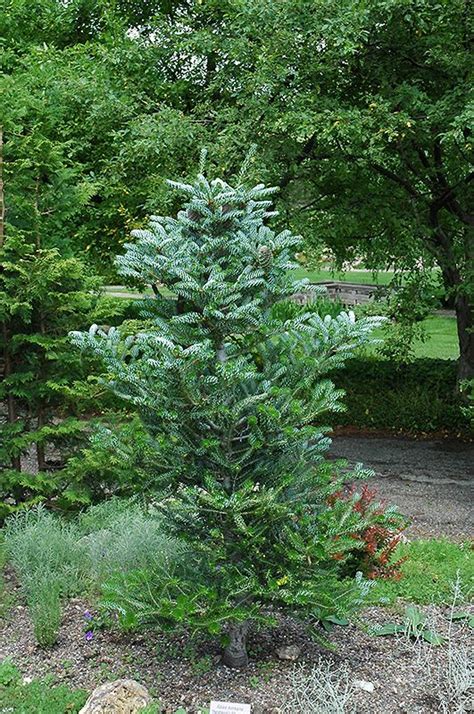 Horstmanns Silver Korean Fir Abies Koreana Silberlocke At Minors