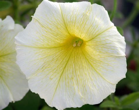 White And Yellow Flower Free Stock Photo Public Domain Pictures