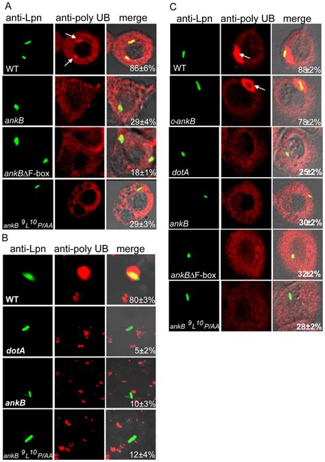 Ankb Is Essential For Recruitment Of Polyubiquitinated Proteins By The