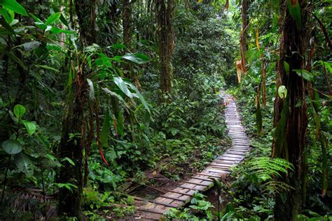 The Reptiles And Amphibians Of Colombia Naturetrek