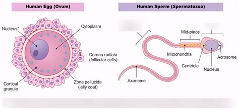 Year 2 Biology Hrs Male And Female Reproductive Cells Diagram Quizlet