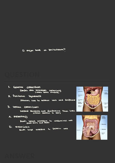 Digestive System Flash Cards 10 Biol 1190 Question Answer 5 Major Folds Of Peritoneum 1