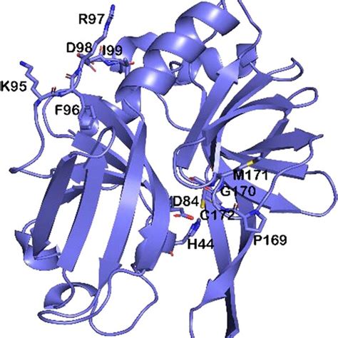 A Cartoon Representation Of Modeled Three Dimensional Structure Of Rdrp