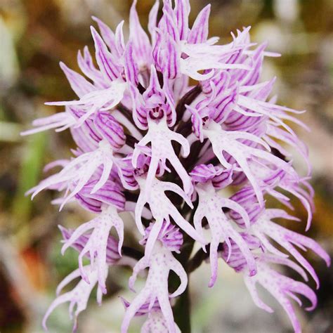 Amazon Naked Man Orchid Seeds Orchis Italica Evergreen Perennial