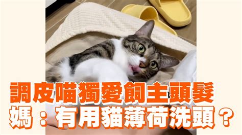 調皮喵獨愛飼主頭髮 媽：有用貓薄荷洗頭？｜寵物動物 Youtube