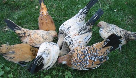 Mille Fleur Dutch Bantams