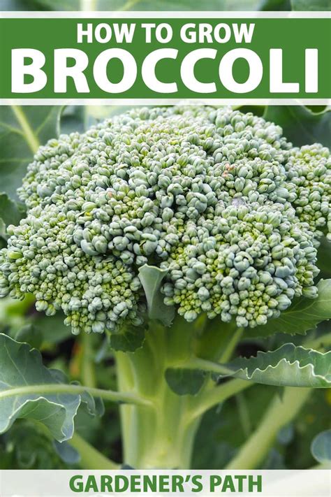 How To Plant And Grow Broccoli Gardeners Path