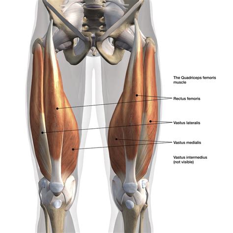 Vastus Lateralis Stretching Exercises Lupon Gov Ph