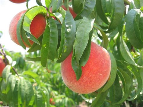 Georgia Peach | Peaches at the u-pick/pick-your-own Gregg Pe… | Flickr