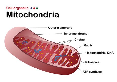 diagram biologi menunjukkan struktur mitokondria salah satu organel sel