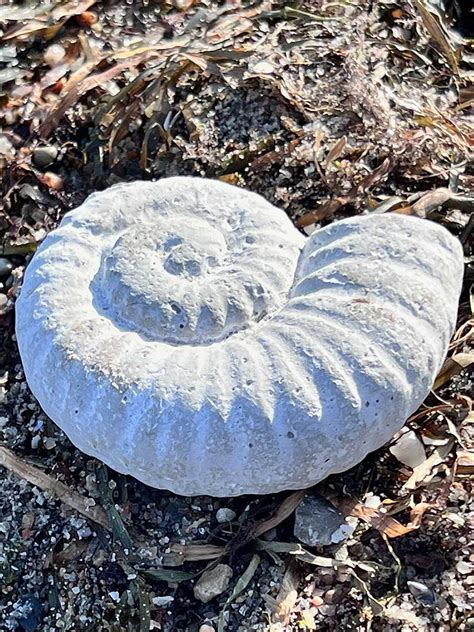 Ammonit Schnecke Aus Stein