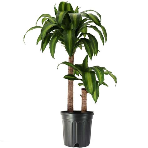 Dracaena Massangeana Live Corn Plant 10 Pot Large Indoor House Plant Live Tree And Easy Care Air