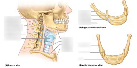 Hyoid bone Diagram | Quizlet