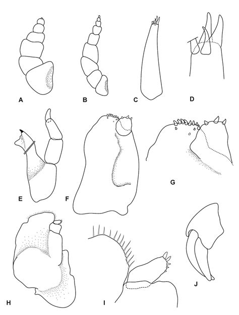 Ceratothoa Oxyrrhynchaena Ovigerous Female Mm Mtq W A