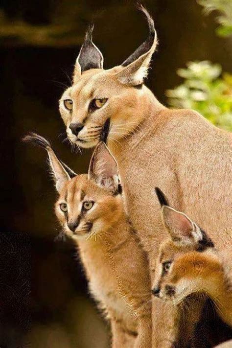 狞猫和猞猁 豹猫和狞猫 加拿大猞猁 大山谷图库