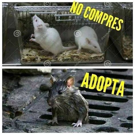 No Compres Adopta Memes