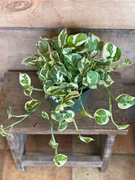 6 Pothos Pearl Jade Flowers Talk Tivoli