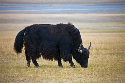 90 Kyrgyzstan Yak Stock Photos Pictures And Royalty Free Images Istock