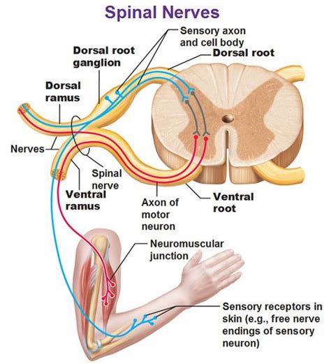 Introduction To Neuroanatomy Physiopedia