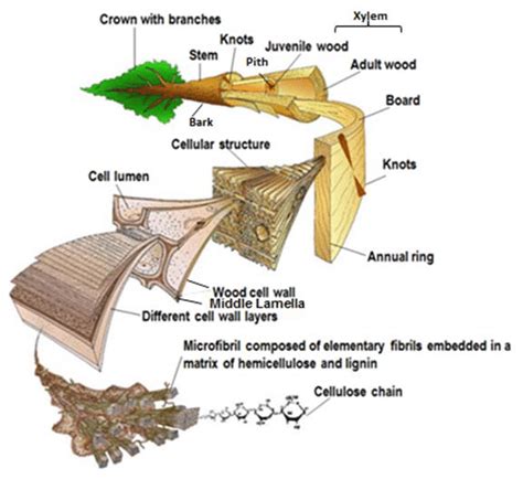 Scheme Of The Hierarchical Structure Of Coniferous Wood Softwood