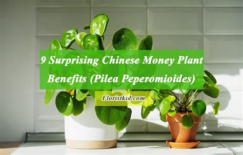 9 Surprising Chinese Money Plant Benefits Pilea Peperomioides