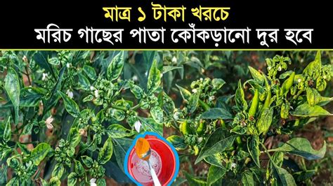 মরিচের পাতা কোঁকড়ানো দূর হবেই মাত্র ১ টাকা খরচে মরিচের ফলন হবে