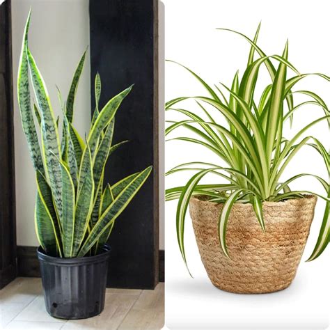 Oxygen plant for home,Plant of air purifier,Song of India,Spider plant ...