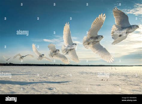 Canadian Snowy Owl Bubo Scandiacus In Flight Quebec Canada Stock