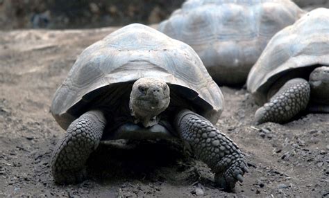 Muslo Salvar Esquivar Que Comen Las Tortugas Gigantes De Galapagos