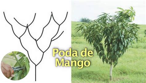 Poda De Mango Gu A Paso A Paso Pdf Infoagronomo