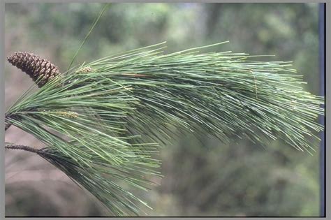 Loblolly Pine Leaf