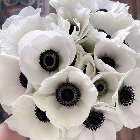 ANEMONE MISTRAL BIANCO CENTRO NERO SEEDS New Featured Flowers