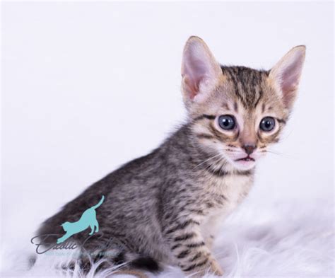 Savannah cats available. | F1, F2, F3, F4, & F5 , Caracals, Servals