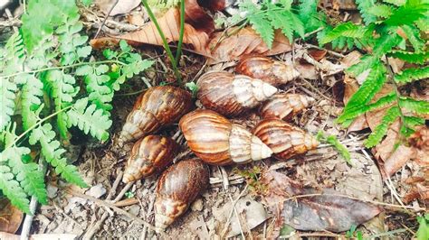 Hunting Snails Berburu Hewan Siput Keong Bekicot Keong Bekicot Siput