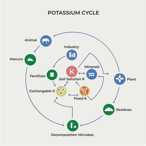 Mar Transici N Caucho Ciclo Del Potasio En Las Plantas Docena Inversi N