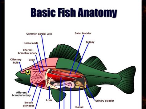 Fish Internal Anatomy Labeling Worksheets