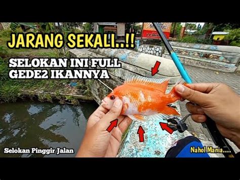 JARANG SEKALI MANCING DAPAT IKAN BESAR DI SELOKAN INI Mancing