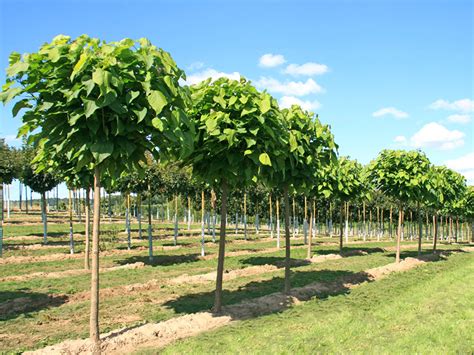 Trompetenbaum Nana Online Kaufen Garten Von Ehren Garten Von Ehren