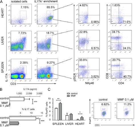 Mmf Induced Immune Suppression Reduces The Th17 Response And Increases