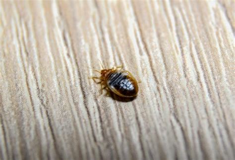 Do Baby Bed Bugs Bite Understanding The Risk And Protection Tips